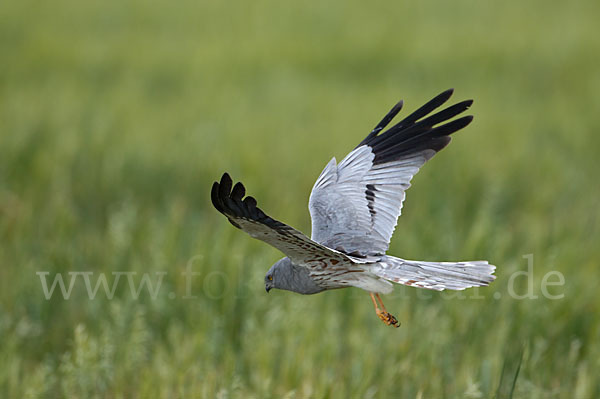 Wiesenweihe (Circus pygargus)