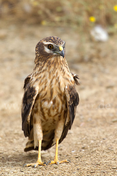 Wiesenweihe (Circus pygargus)