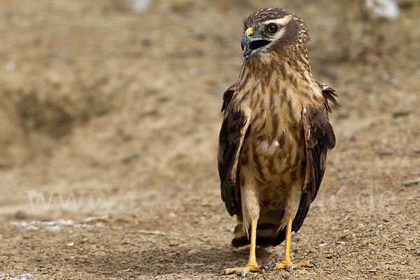 Wiesenweihe (Circus pygargus)