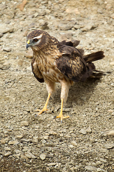 Wiesenweihe (Circus pygargus)