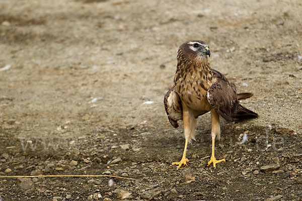 Wiesenweihe (Circus pygargus)