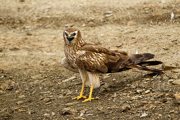 Wiesenweihe (Circus pygargus)