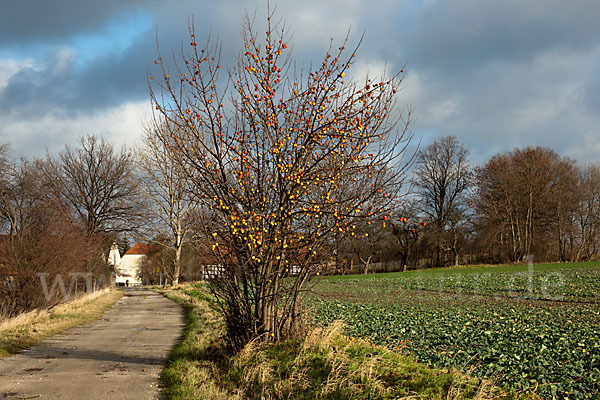 Wild-Apfel (Malus sylvestris)