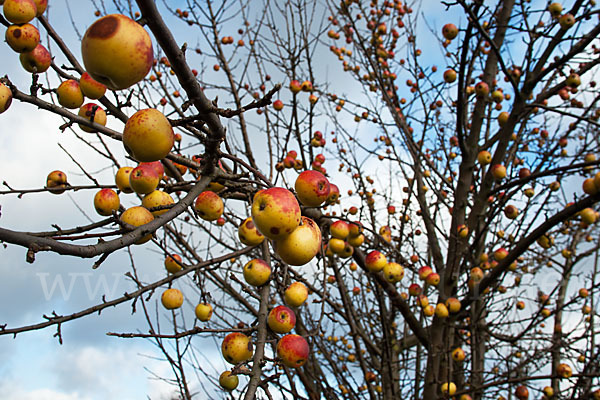 Wild-Apfel (Malus sylvestris)