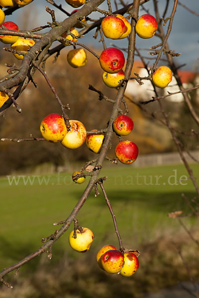 Wild-Apfel (Malus sylvestris)