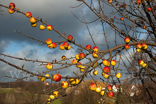 Wild-Apfel (Malus sylvestris)