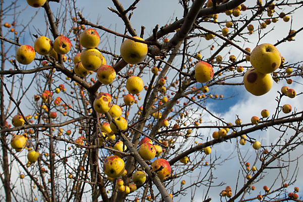 Wild-Apfel (Malus sylvestris)