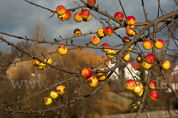 Wild-Apfel (Malus sylvestris)