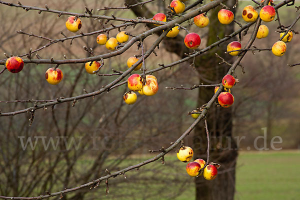 Wild-Apfel (Malus sylvestris)