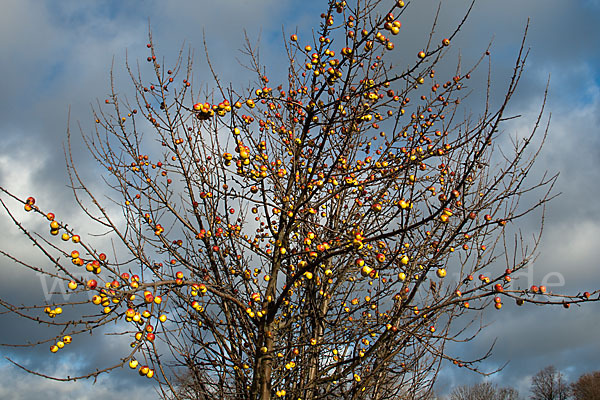 Wild-Apfel (Malus sylvestris)