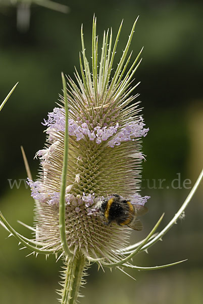 Wilde Karde (Dipsacus fullonum)