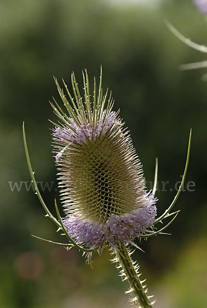 Wilde Karde (Dipsacus fullonum)