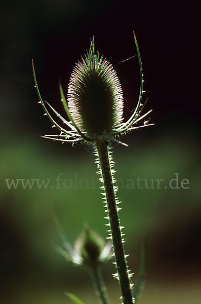 Wilde Karde (Dipsacus fullonum)