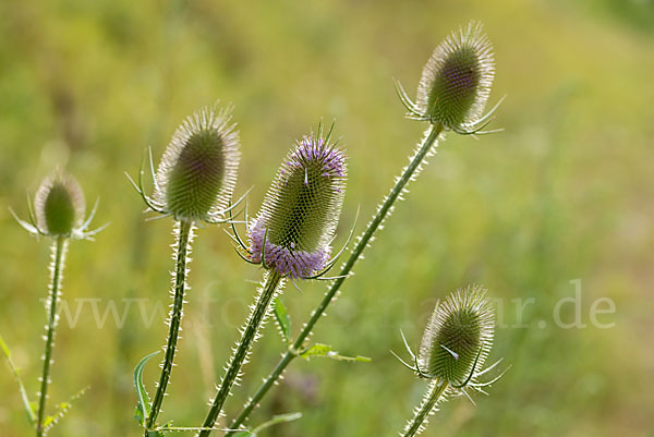 Wilde Karde (Dipsacus fullonum)