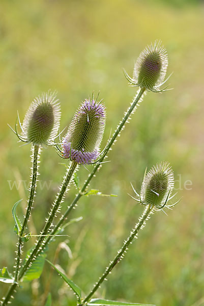 Wilde Karde (Dipsacus fullonum)