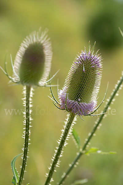 Wilde Karde (Dipsacus fullonum)