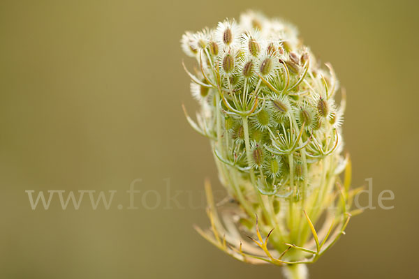 Wilde Möhre (Daucus carota)