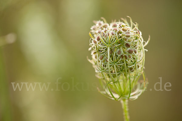 Wilde Möhre (Daucus carota)