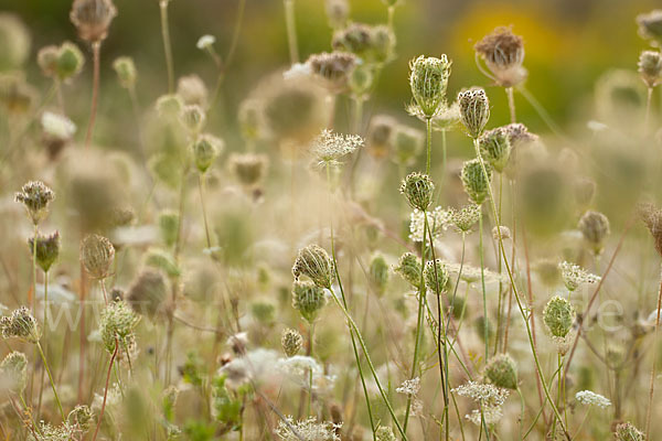 Wilde Möhre (Daucus carota)