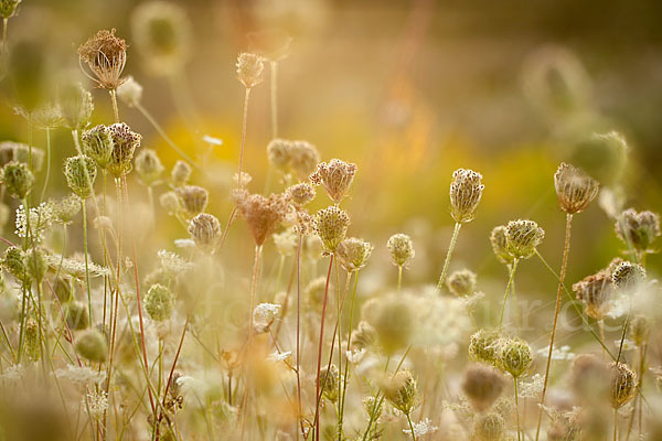 Wilde Möhre (Daucus carota)