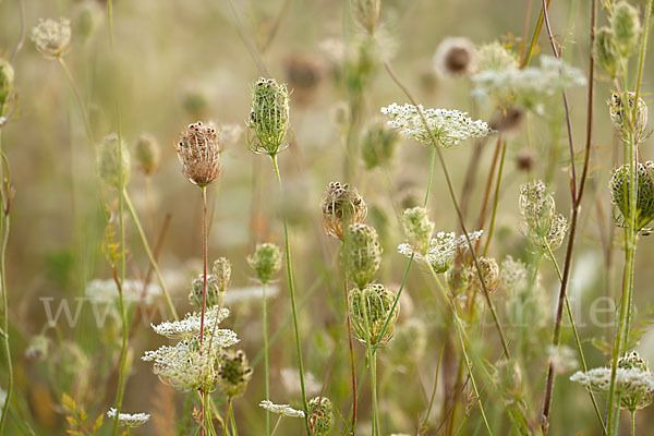 Wilde Möhre (Daucus carota)