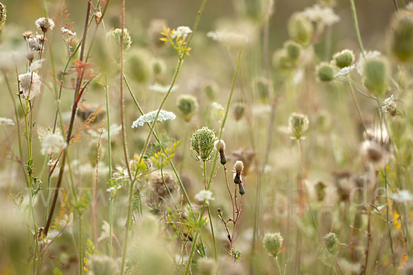 Wilde Möhre (Daucus carota)