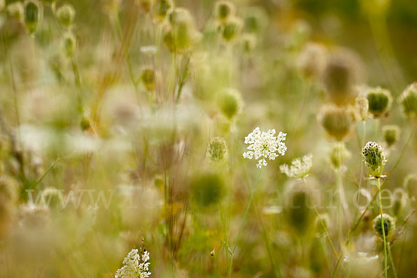 Wilde Möhre (Daucus carota)