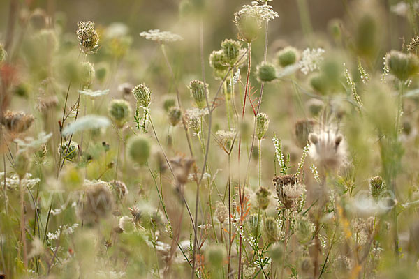 Wilde Möhre (Daucus carota)