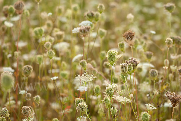 Wilde Möhre (Daucus carota)