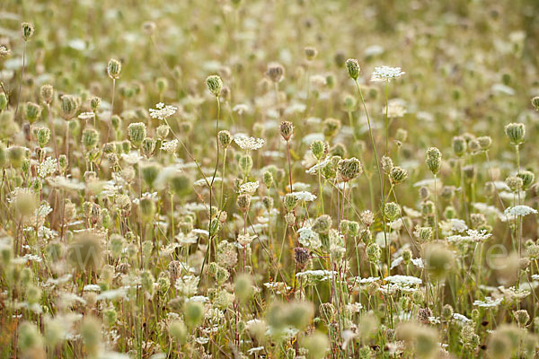 Wilde Möhre (Daucus carota)