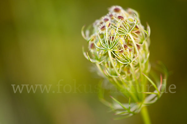 Wilde Möhre (Daucus carota)