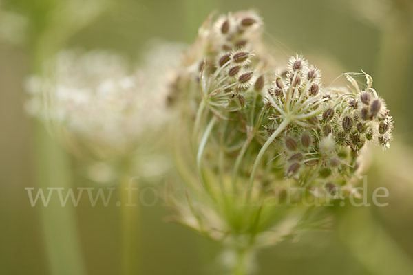 Wilde Möhre (Daucus carota)