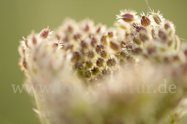 Wilde Möhre (Daucus carota)