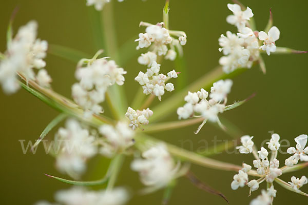 Wilde Möhre (Daucus carota)