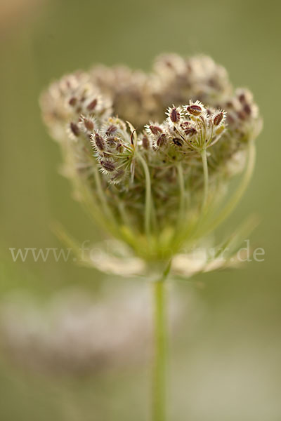 Wilde Möhre (Daucus carota)