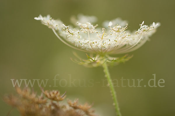 Wilde Möhre (Daucus carota)