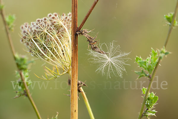 Wilde Möhre (Daucus carota)