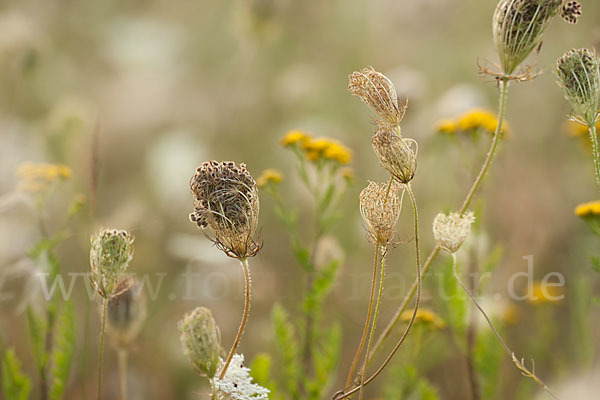 Wilde Möhre (Daucus carota)