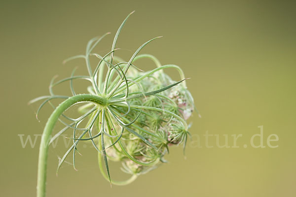 Wilde Möhre (Daucus carota)