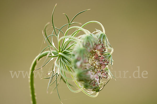 Wilde Möhre (Daucus carota)