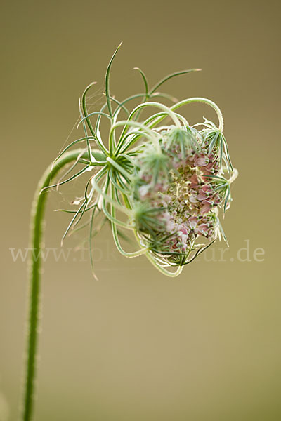 Wilde Möhre (Daucus carota)