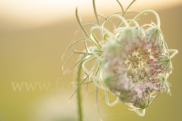 Wilde Möhre (Daucus carota)