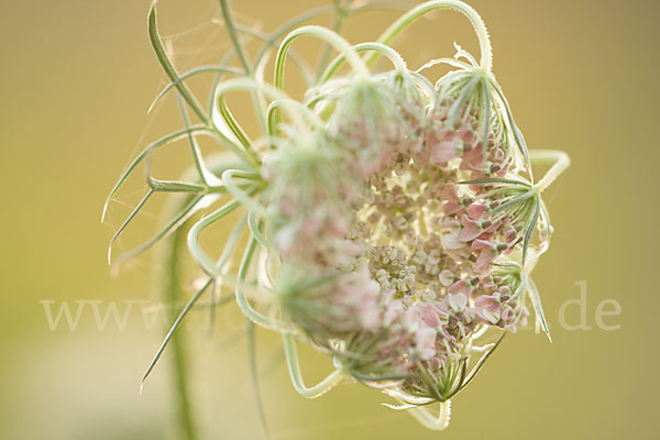 Wilde Möhre (Daucus carota)