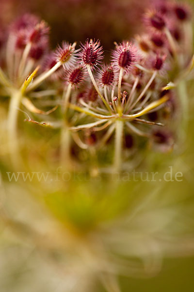 Wilde Möhre (Daucus carota)