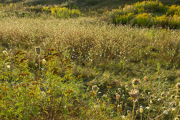 Wilde Möhre (Daucus carota)