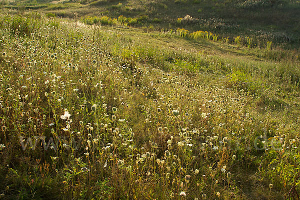 Wilde Möhre (Daucus carota)