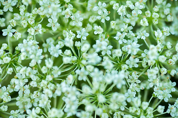 Wilde Möhre (Daucus carota)