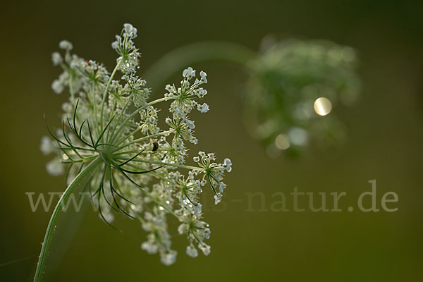 Wilde Möhre (Daucus carota)