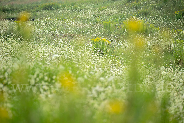 Wilde Möhre (Daucus carota)