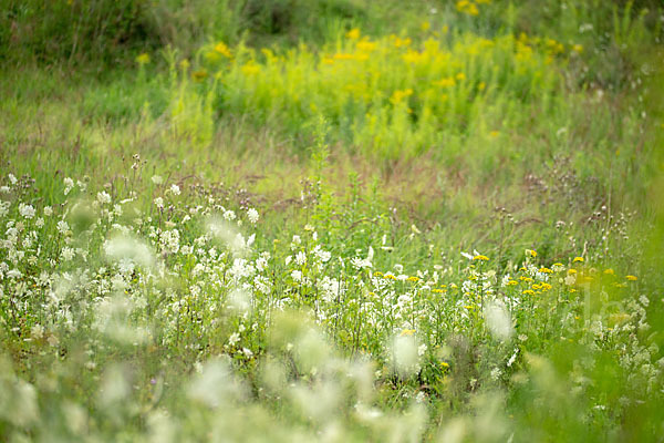 Wilde Möhre (Daucus carota)